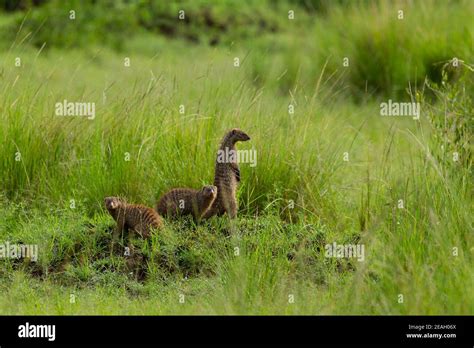 Banded Mongooses In Masai Mara Stock Photo Alamy