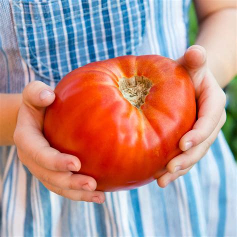 Tomato Seeds Supersteak Hybrid Vegetable Seeds In Packets And Bulk