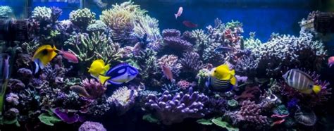 Saltwater Aquarium Cleaning Dallas Aquarium Experts