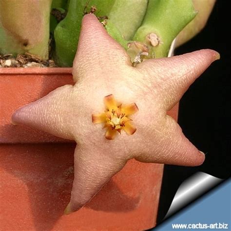 Stapelia Divaricata Cacti And Succulents Exotic Flowers Planting
