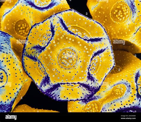 False Colour Scanning Electron Micrograph Of Pollen Grains Of The Chickweed Flower Stellaria