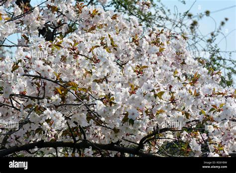 Japanese cherry, hill cherry, oriental cherry or East Asian cherry ...
