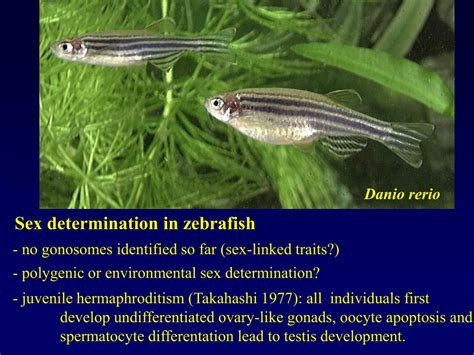 PPT Evolution Of Sex Determination And Sex Chromosomes What Can We Learn From Fish