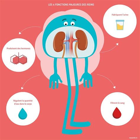 Les 4 fonctions des reins | Masanté.re