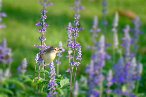 12 Brilliant Tips for Creating a Bird Friendly Flower Garden - Gingham ...