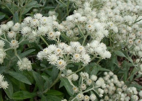 Белые цветы: дерево, куст, название растения с мелкими цветочками, как ...