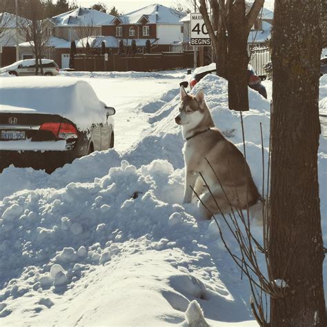 This is how my husky decided to spend her time when she came out while