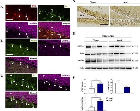 Figure From Ampk Signaling Regulates The Age Related Decline Of