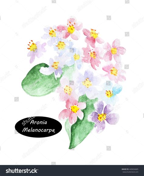 Aronia Melanocarpa Called Black Chokeberry Flowers Stock Illustration