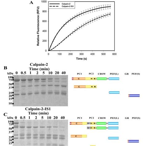 The proteolytic and autoproteolytic behaviour of calpain-2 and ...