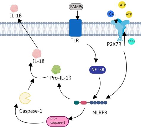 Schematic Diagram Of The P2 7R TLR Pathway In The Mediation Of