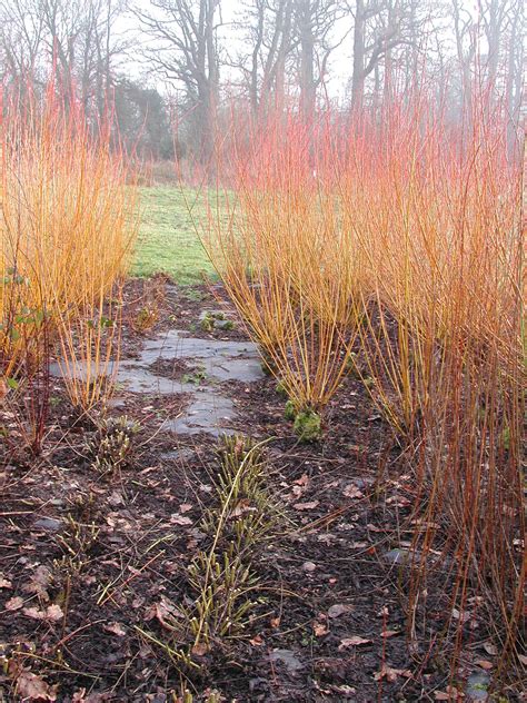 Willow bush – Artofit