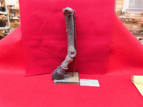 Fossil Bison Leg Bones Fossils And Artifacts For Sale Paleo Enterprises
