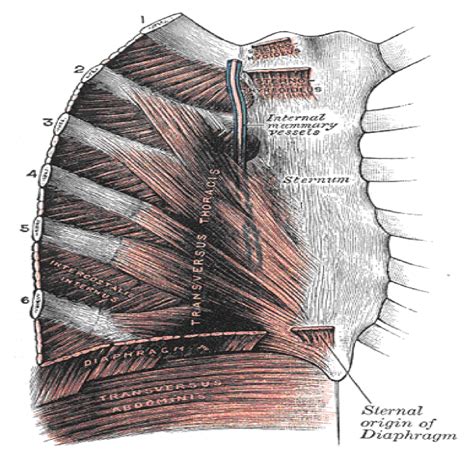 thoracic critical care practitioner