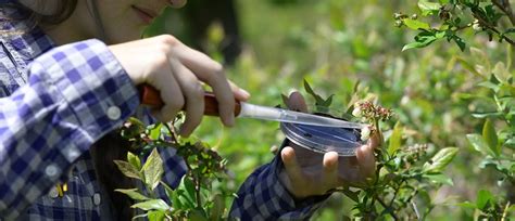 How To Care For Blueberry Bushes In All Seasons - EmbraceGardening