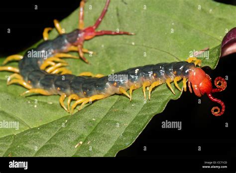 The Extremely Venomous Giant Centipede Of The Peruvian Amazon These