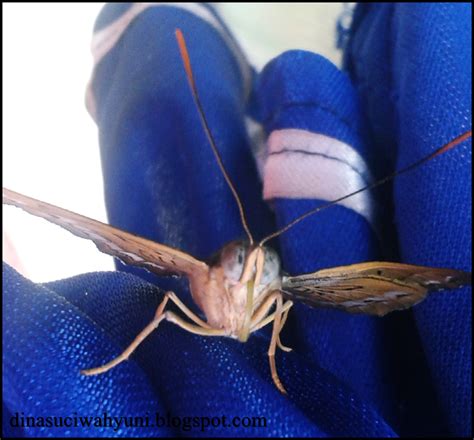 Gaya Terbaru 70 Jenis Warna Hitam - Riset