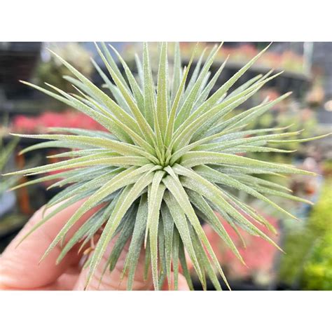 Tillandsia Ionantha Snow Ball