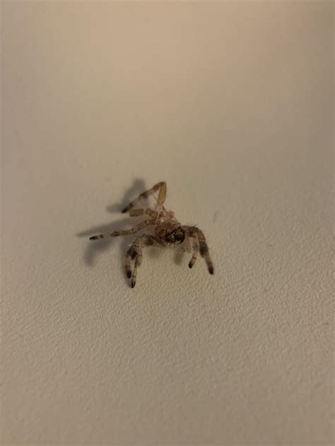 woke   freshly molted exoskeleton rjumpingspiders