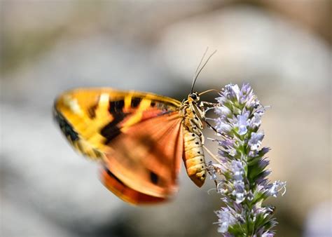 Papillon Fleur Pollinisation Photo Gratuite Sur Pixabay Pixabay