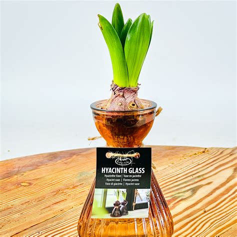 Hyacinth Bulb Jar and Bulb - The Lost Flower Shed - Auckland Flower