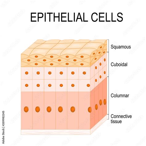 Types of epithelial cells Stock Vector | Adobe Stock