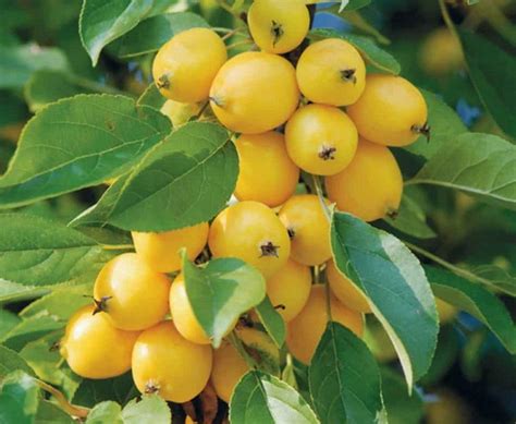 Купить саженцы Яблони в Крыму - Наш Сад