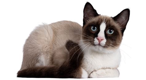 Snowshoe Cat – Cooper Pet Care