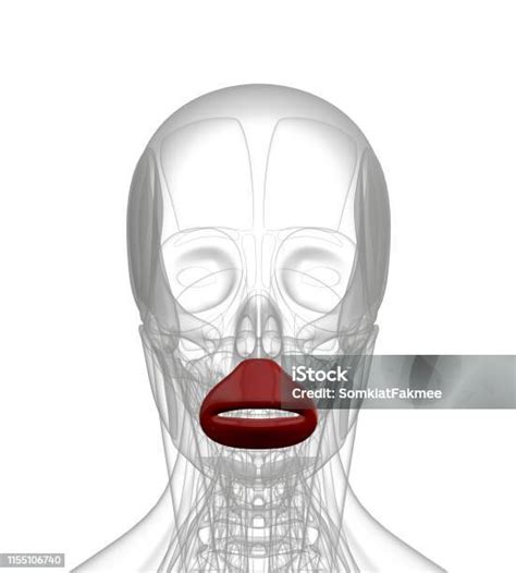 3d Rendering Illustration Of Orbicularis Oris Stock Photo Download