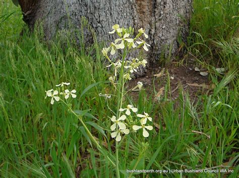 Wild Radish - Urban Bushland Council WA