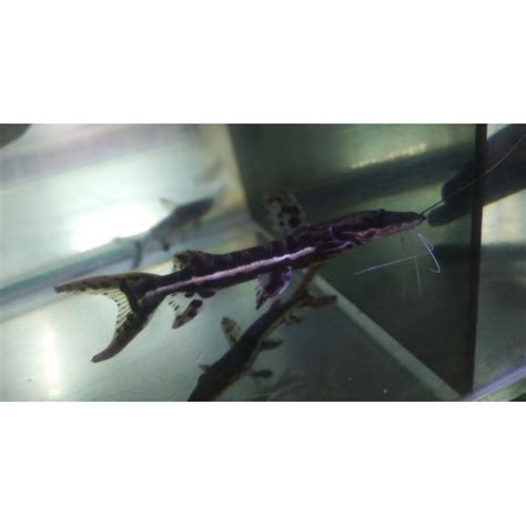 jual ikan hias tsn tiger shovelnose catfish ukuran  cm shopee indonesia