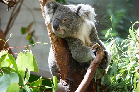 A Koala Eating Eucalyptus Leaves · Free Stock Photo