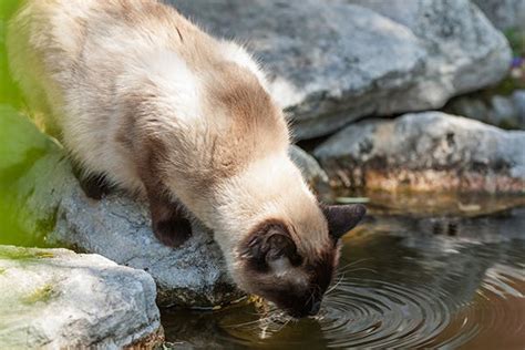 Giardiasis In Cats Symptoms Causes Diagnosis Treatment Recovery