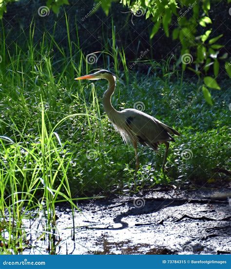 A Crane and His Shadow in the Grass Stock Image - Image of bird, animal