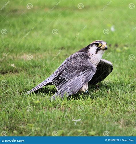 close    lanner falcon stock image image  buzzard bird