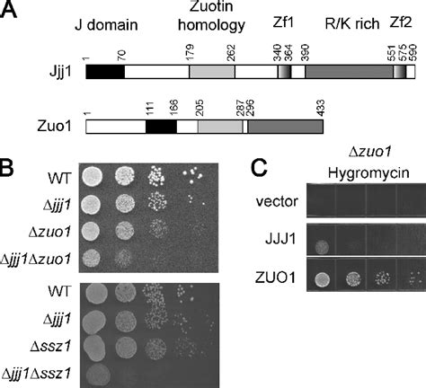 Jjj And Zuo Ssz Have Overlapping Biological Functions A Similar