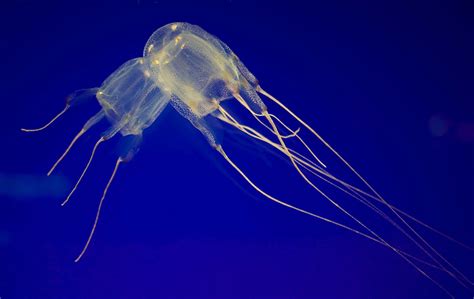 The BOX JELLYFISH: Nature’s Deadliest Marvel & Venomous Ocean Predator