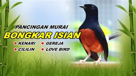 Murai Batu Gacor Buat Pancingan Murai Batu Agar Bunyi Bongkar Isian