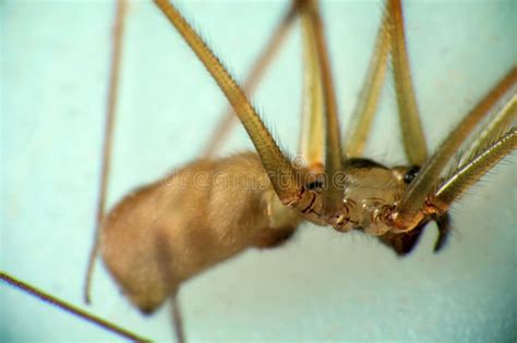 Horny Dad Son Stock Photos Free Royalty Free Stock Photos From Dreamstime