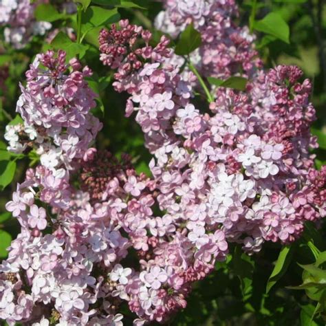 Edelflieder einfachblühend Syringa vulgaris Maiden s Blush rosa