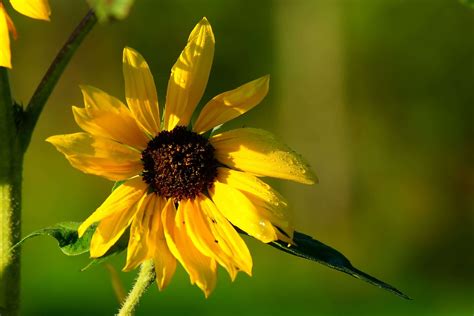 Late Summer Flowers Wallpapers - Top Free Late Summer Flowers