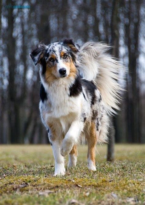 toy aussie size comparison - Bo Danner