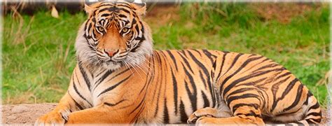 Год Тигра: гороскоп, какие года рождения, характеристика мужчин и женщин