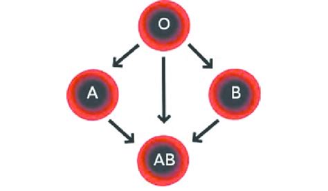 RBC Compatibility diagram (Wikipedia, GNU licensed) | Download ...