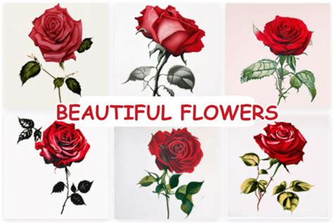 Rose Garden Flowers Collection Graphic By Hassas Arts Creative Fabrica