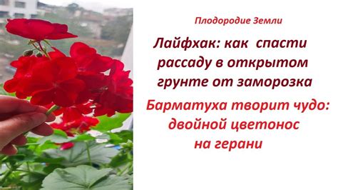 Микробы и грибы стимулируют размножение и активный рост растений и ...