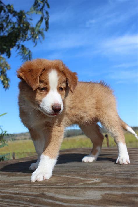 Border Collie - Mount Walker - PetsForHomes