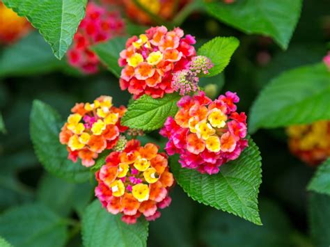how to care for lantana plants