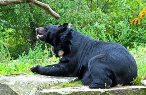 moon bear description habitat image diet  interesting facts