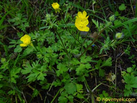 Image Collection Of Wild Vascular Plants Ranunculus Bulbosus